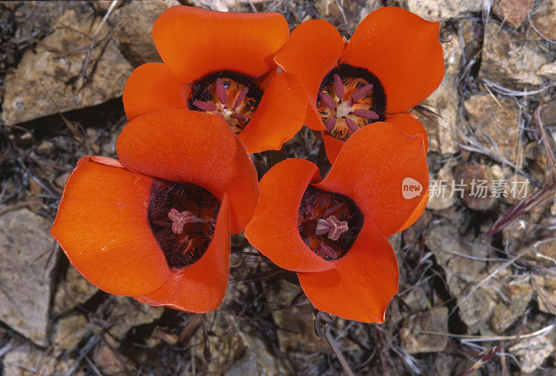 Calochortus kennedyi是百合科的一种北美开花植物，通常被称为沙漠马里泊萨百合或肯尼迪马里泊萨百合。加州红岩峡谷州立公园。